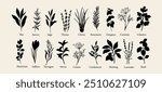 Flat vector herbs and spices collection