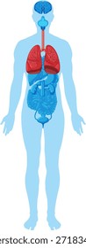Ilustración de anatomía humana de Vector plano con pulmones resaltados, tracto respiratorio y órganos internos