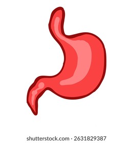 Flat vector of a human stomach in minimal style, ideal for medical, educational, and health content. Clean, simple, and easy to use for infographics or anatomy learning