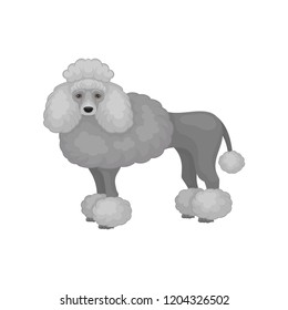 Flat vector icon of adorable toy poodle, side view. Lovely dog with gray curly hair. Domestic animal