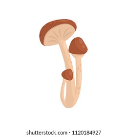 Flat vector icon of armillaria mellea or honey fungus. Edible forest mushrooms with brown caps and long stalks. Natural product