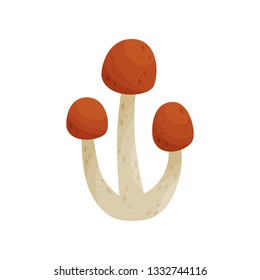 Flat vector icon of armillaria mellea or honey fungus. Edible forest mushrooms with brown caps and long stalks