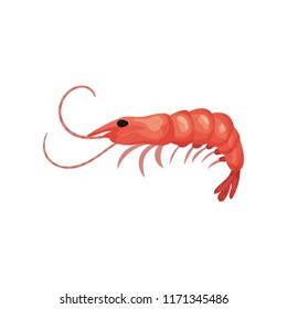 Flat vector icon of big fresh shrimp. Prawn with red shell. Seafood theme. Element for product packaging or promo poster