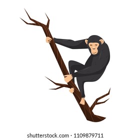 Flat vector icon of chimpanzee on tree branch. Big ape with large ears, black fur and light face. Wild African monkey. Zoo or wildlife theme
