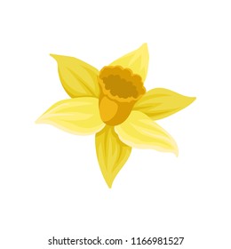 Flat vector icon of daffodil. Narcissus with bright yellow petals. Spring flower. Element for botanical book, postcard or textile