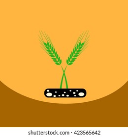 flat vector icon design collection ears of wheat