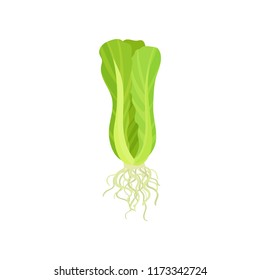 Flat vector icon of fresh Chinese cabbage with roots. Healthy green vegetable. Organic food. Cultivated plant