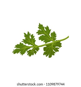 Flat vector icon of fresh green cilantro. Natural condiment. Annual herb used in cooking. Ingredient for flavoring dishes