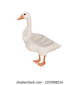 Flat vector icon of goose, side view. Large farm bird with long neck, orange beak and legs. Rural animal