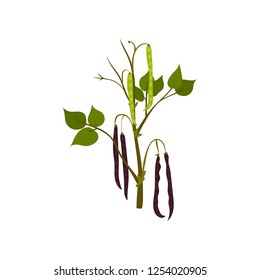 Flat vector icon of green kidney bean. Flowering leguminous plant with long pods. Agricultural crop