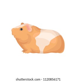 Flat vector icon of guinea pig with orange-white coat. Cute domestic animal. Home pet. Element for promo poster or banner of zoo store