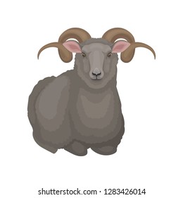 Flat vector icon of lying male sheep. Ram with gray wool and long curved horns. Domestic animal. Livestock farming