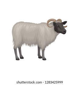 Flat vector icon of male sheep. Ram with black face, gray thick woolly coat and big curved horns. Domestic animal