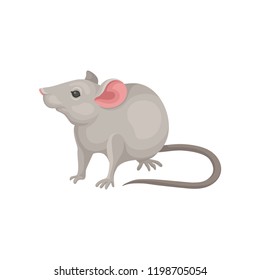 Flat vector icon of mouse. Rodent with pointed snout, large pink ears and long tail. Small gray mice