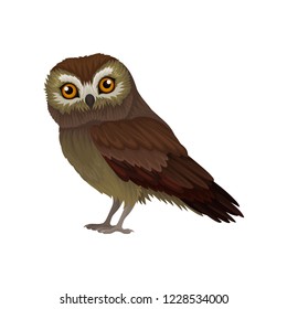 Flat vector icon of northern saw-whet owl. Small wild bird with orange eyes and brown plumage. Wildlife theme