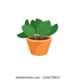 Icono vectorial plano de la planta de peperomía en la olla de cerámica marrón. Pequeña planta decorativa con hojas verdes anchas