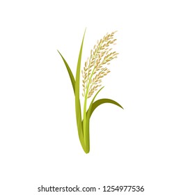 Flat vector icon of rice. Grain culture. Agricultural crop. Organic product. Botanical and farming theme