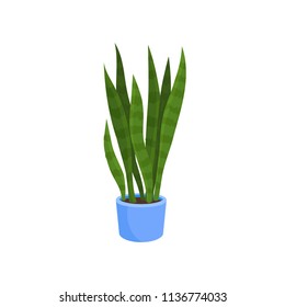 Flat vector icon of sansevieria trifasciata or snake plant in blue pot. Decorative houseplant with long bright green leaves