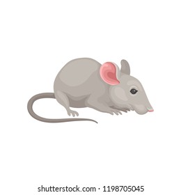 Flat vector icon of small cute mouse, side view. Rodent with gray coat, big pink ears and long tail