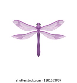 Flat vector icon of small dragonfly with purple body and beautiful wings. Small fast-flying insect