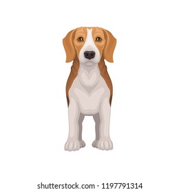 Flat vector icon of standing beagle, front view. Lovely puppy with shiny eyes. Small hunting dog with short coat and long ears