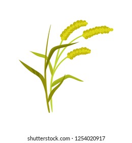 Flat vector icon of three rye spikelets. Organic agricultural crop. Cereal plant with green leaves. Farming theme