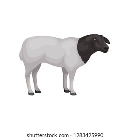 Flat vector icon of young dorper sheep. Farm animal with white coat and black head. Livestock farming svg