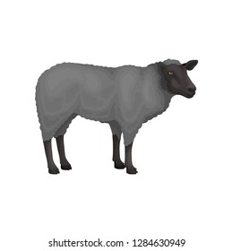 Flat vector icon of young sheep. Farm animal with gray woolly coat. Domestic creature. Livestock farming