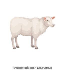 Flat vector icon of young white sheep. Domestic animal with thick woolly coat and pink ears. Livestock farming