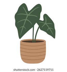 Ilustração de vetor plano de planta de alocasia com folhas escuras grandes em um vaso de cerâmica listrada.