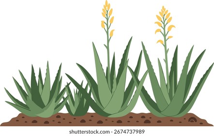 Ilustração de vetor plano da planta Aloe Vera com flores no solo