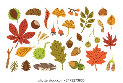 Flat vector illustration of autumn colored leaves and seeds. Isolated cartoon elements on white background. Maple leaf, ashberry, chestnut leaf, pine cone. Ideal for stickers, pattern, wrapping paper