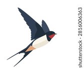 A flat vector illustration of a barn swallow with blue and white feathers flying through the air.
