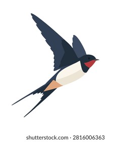 A flat vector illustration of a barn swallow with blue and white feathers flying through the air.