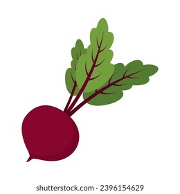 ilustración vectorial plana de remolacha con hojas aisladas en fondo blanco, comida sana, caricatura de remolacha fresca vegetal