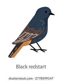 Flat vector illustration of a black redstart in side view. Small songbird isolated on a white background.