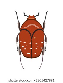 Flat vector illustration of a brown flower chafer beetle cetoniinae isolated on white background.