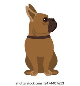 A Flat vector illustration of a brown French bulldog sitting on a white background, embracing the essence of the working and terrestrial animal in its demeanor