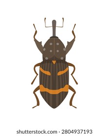 Flat vector illustration of a brown snout weevil beetle insect with orange stripes isolated on white background.