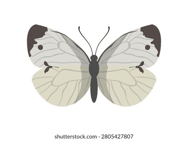 Flat vector illustration of a cabbage white butterfly pieris brassicae isolated on white background.