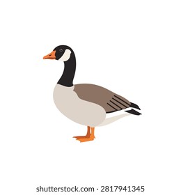 Flat vector illustration of a Canada Goose bird isolated on a white background for wildlife design
