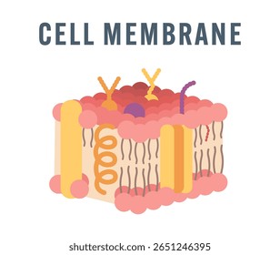 Flat Vector Illustration of Cell Membrane Structure Without Labels – Modern Minimalist Design for Biology Education, Medical Science Infographics, Teaching Materials, and Digital Academic Resources

