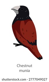 Flat vector illustration of a chestnut munia in side view. Small finch bird isolated on a white background suitable for educational and design use.