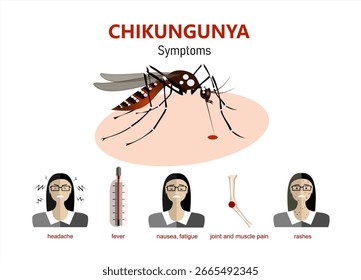 Síntomas del virus Chikungunya de Ilustración vectorial plana con fiebre y dolor articular