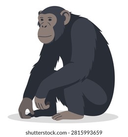 A flat vector illustration of a chimpanzee sitting in a calm pose, isolated on a plain background, showing anatomical features in a simplified art style.