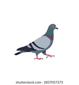 Flat vector illustration of a common gray pigeon isolated on white background