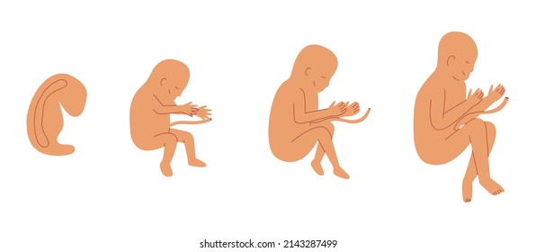 Flat vector illustration. Concept of development of the embryo and baby fetus in the womb.