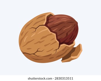 A flat vector illustration of a cracked brown nutmeg seed isolated on white background.
