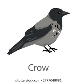 Flat vector illustration of a crow in side view. Black corvid bird isolated on a white background.