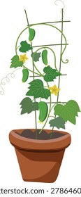 Flat vector illustration of a cucumber plant growing in a terracotta pot with trellis support, featuring green leaves, fresh cucumbers and yellow blossoms. Homegrown vegetable gardening concept for balcony garden, urban farming, organic food production, container gardening and sustainable lifestyle design.